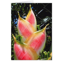 Yellow and Pink Heleconia Detail Greeting Card