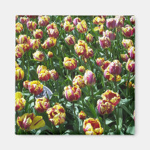 Yellow and Purple Tulips Fridge Magnets