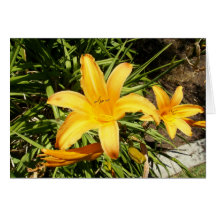Yellow Asiatic Lily Greeting Cards