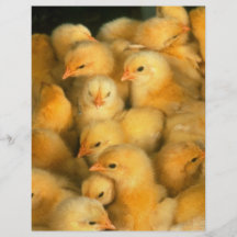 Yellow Baby Chicks Custom Flyer