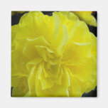 yellow begonia flower magnet