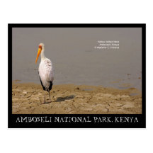 Yellow-billed Stork, Amboseli National Park, Kenya Postcards