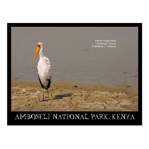 Yellow-billed Stork, Amboseli National Park, Kenya Postcards