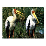 Yellow-billed Storks Postcard
