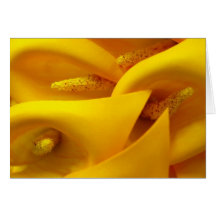 Yellow Calla Lily Greeting Card