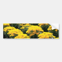 Yellow Chrysanthemum Flowers Bumper Sticker