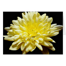 Yellow chrysanthemum  flowers cards
