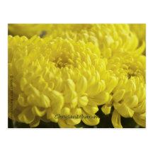 Yellow Chrysanthemum Macro Photograph Post Card