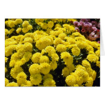 yellow Chrysanthemums flowers Greeting Card