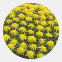 yellow Chrysanthemums in Japanese garden, Japan fl Sticker