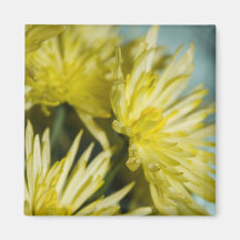 yellow chrysanthemums magnets