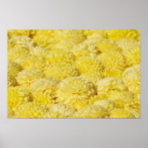 yellow chrysanthemums posters