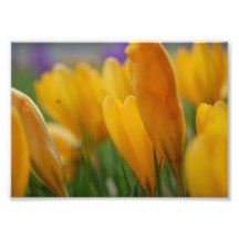 Yellow crocus photo print