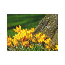 Yellow Crocus Stretched Canvas Prints