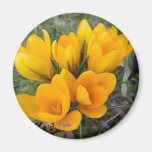 yellow crocuses magnet