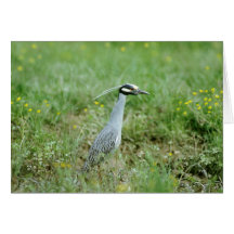 Yellow-crowned Night-Heron Card