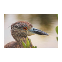Yellow Crowned Night-Heron - Close up Gallery Wrapped Canvas
