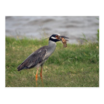 Yellow Crowned Night Heron eating a Crawdad Postcards