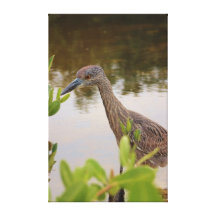 Yellow Crowned Night Heron Gallery Wrap Canvas