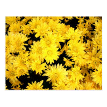 yellow daisies flower photo picture post card