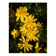 Yellow Daisies Post Cards