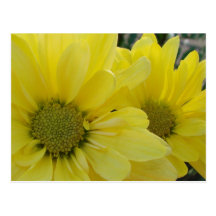 Yellow Daisies Postcards