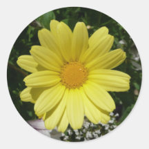 Yellow Daisies Round Stickers