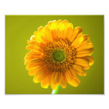 Yellow Daisy Gerbera Flower Photograph