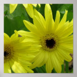 Yellow Daisy Photo Print