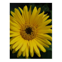 Yellow Daisy Postcard