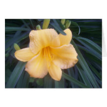 Yellow Daylily Card