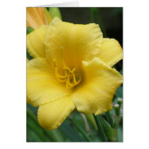 Yellow Daylily Greeting Card