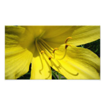 Yellow Daylily Photo Print