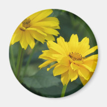 Yellow False Sunflowers Magnet