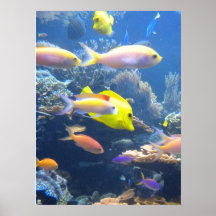 Yellow Fish Poster