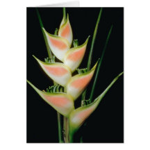 Yellow Fishtail heliconia (Heleconia elongata) flo Greeting Cards
