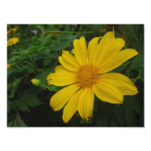 Yellow Flower Art Photo