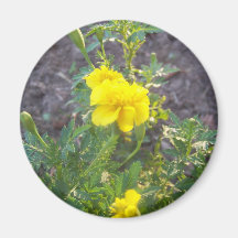 yellow flower magnets