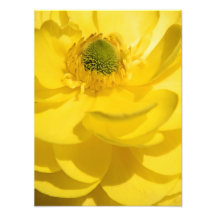 Yellow Flower Photography