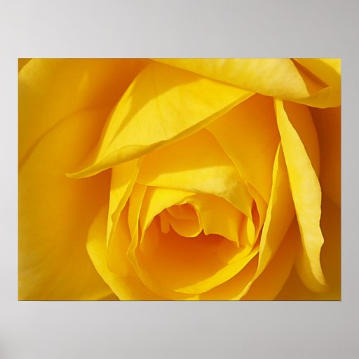 Yellow Folds Poster