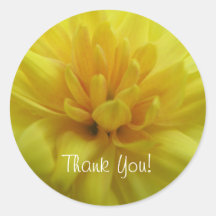 Yellow garden Mum Sticker