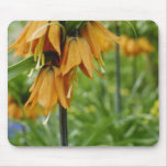 yellow Giant Tulip Display flowers Mousepads