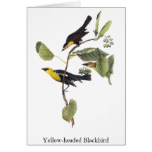 Yellow-headed Blackbird - John Audubon Card