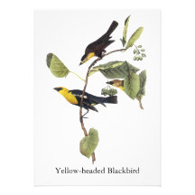 Yellow-headed Blackbird - John Audubon Invite