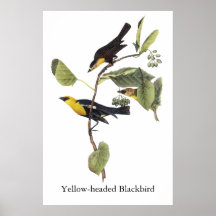 Yellow-headed Blackbird - John Audubon Posters