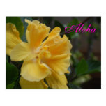 Yellow Hibiscus postcard
