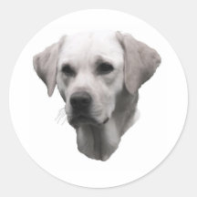 Yellow Labrador Retriever Stickers