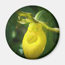Yellow Lady Slipper Fridge Magnet
