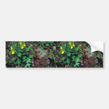 Yellow lady's slipper bumper sticker