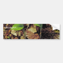 Yellow lady's slipper bumper stickers